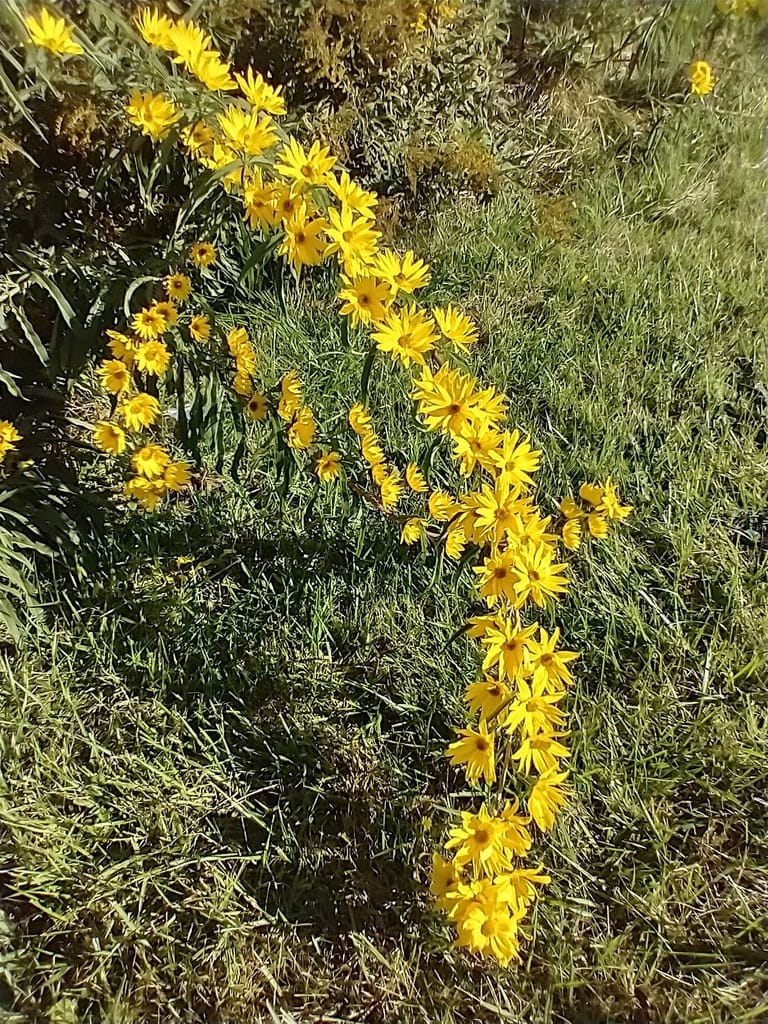Maximilian Sunflower (Helianthus maximiliani)