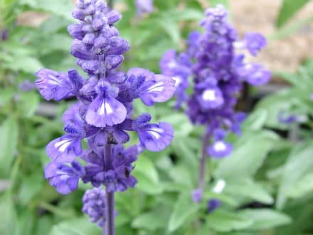 Mealy Blue Sage (Salvia farinacea)