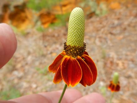 Mexican Hat (Ratibida columnifera)