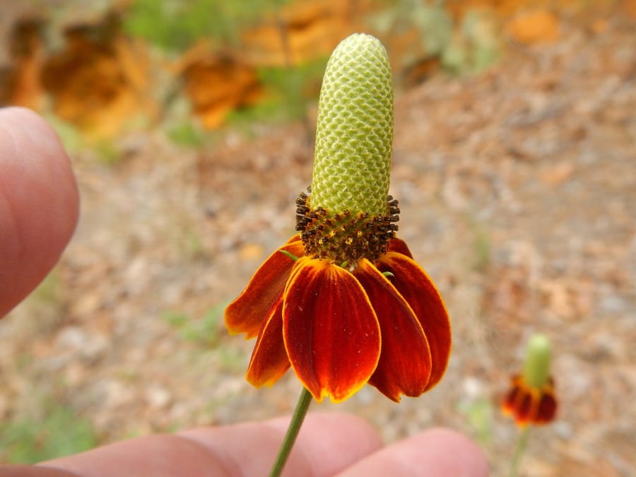 Mexican Hat (Ratibida columnifera)