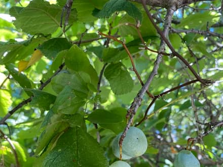 Mexican Plum (Prunus mexicana)