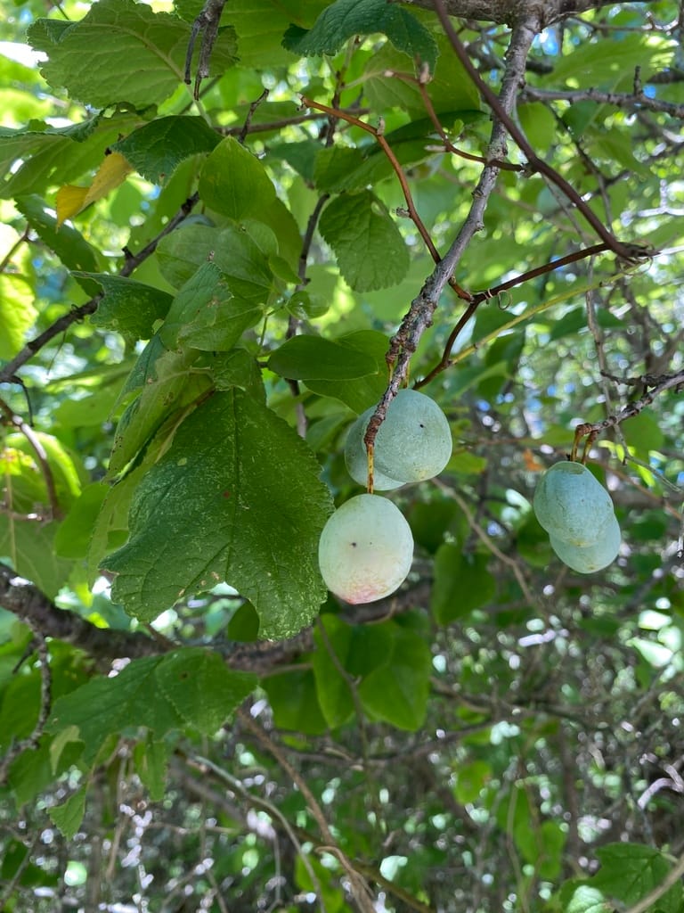 Mexican Plum (Prunus mexicana)