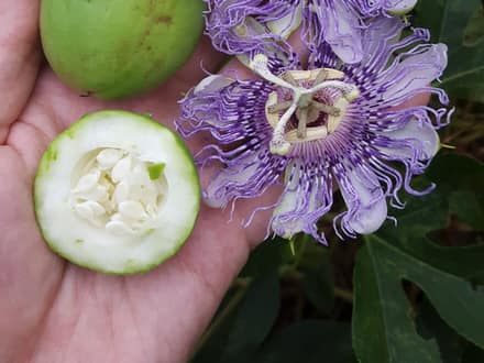 Purple Passionflower (Passiflora incarnata)