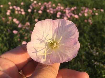 Pink Evening Primrose (Oenothera speciosa)