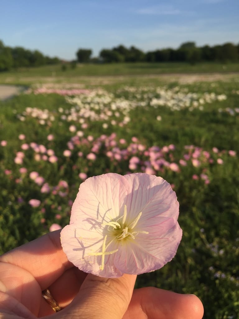 Pink Evening Primrose (Oenothera speciosa)