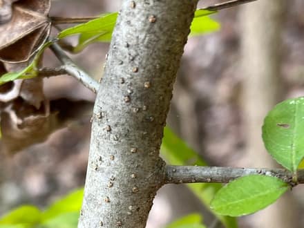 Possumhaw Holly (Ilex decidua)