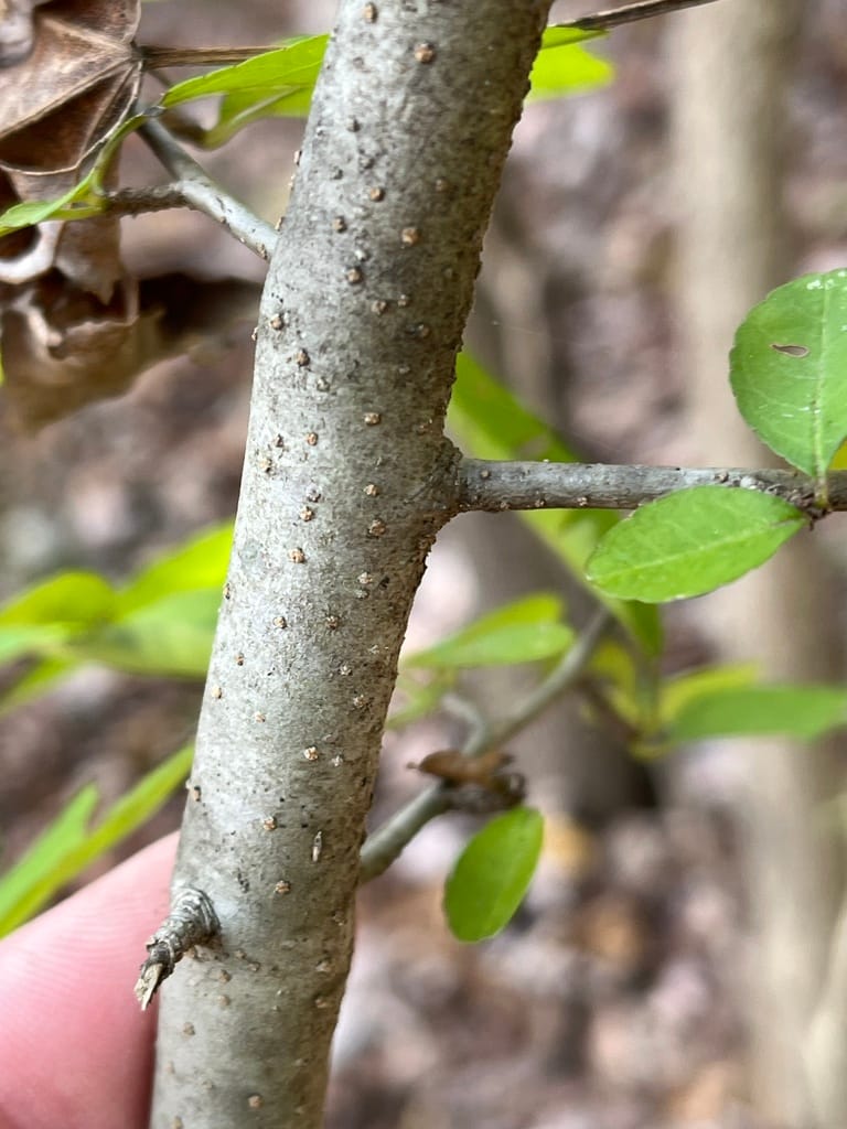 Possumhaw Holly (Ilex decidua)