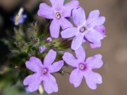 Prairie Verbena (Glandularia bipinnatifida)