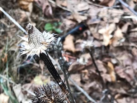 Purple Coneflower (Echinacea purpurea)