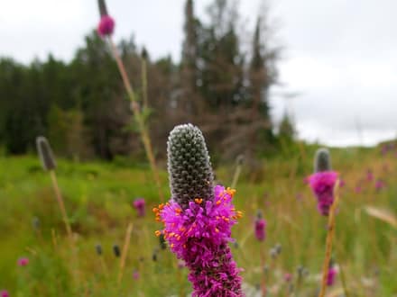 Purple Prairie Clover (Dalea purpurea)