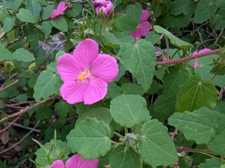Rock Rose (Pavonia lasiopetala)