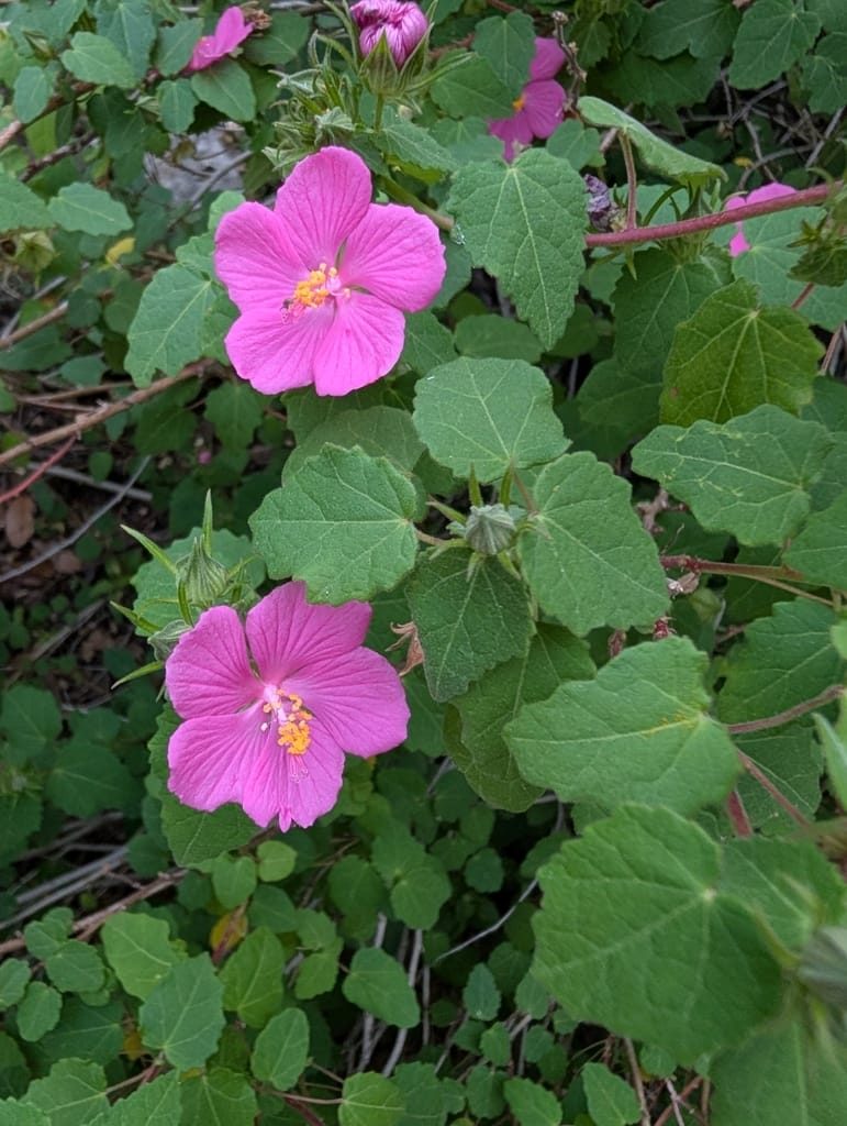 Rock Rose (Pavonia lasiopetala)