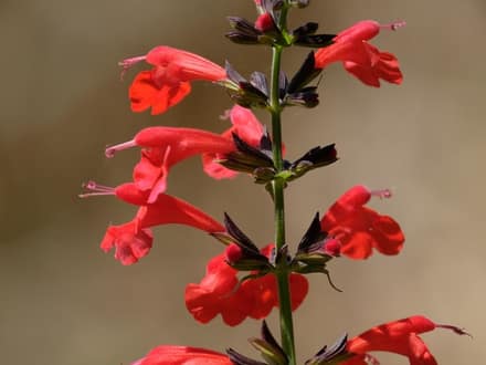 Scarlet Sage (Salvia coccinea)