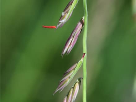 Sideoats Grama (Bouteloua curtipendula)