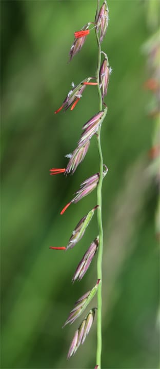 Sideoats Grama (Bouteloua curtipendula)