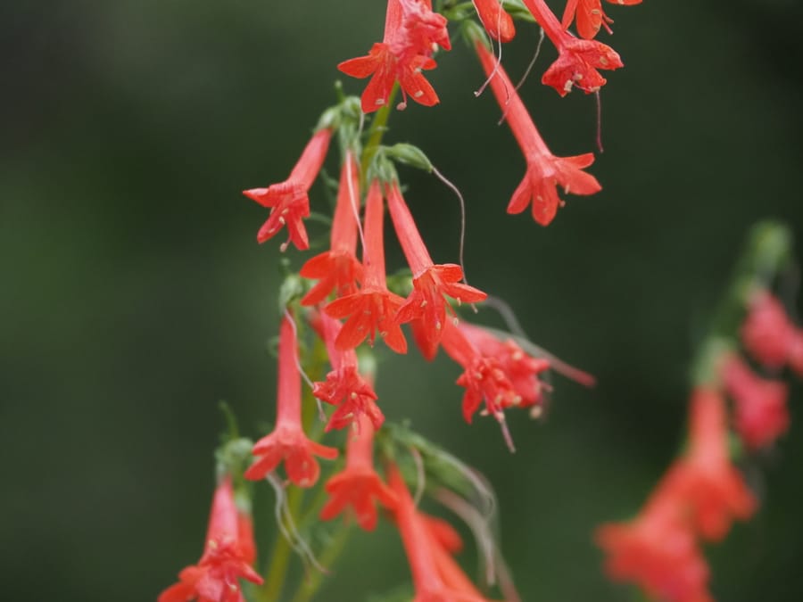 Standing Cypress (Ipomopsis rubra)