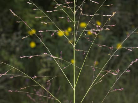 Switchgrass (Panicum virgatum)