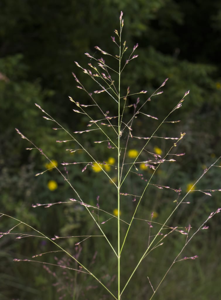 Switchgrass (Panicum virgatum)