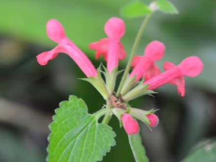 Texas Betony (Stachys coccinea)