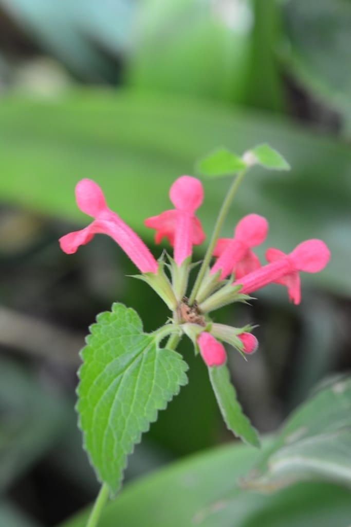 Texas Betony (Stachys coccinea)