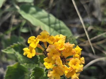 Texas Lantana (Lantana urticoides)