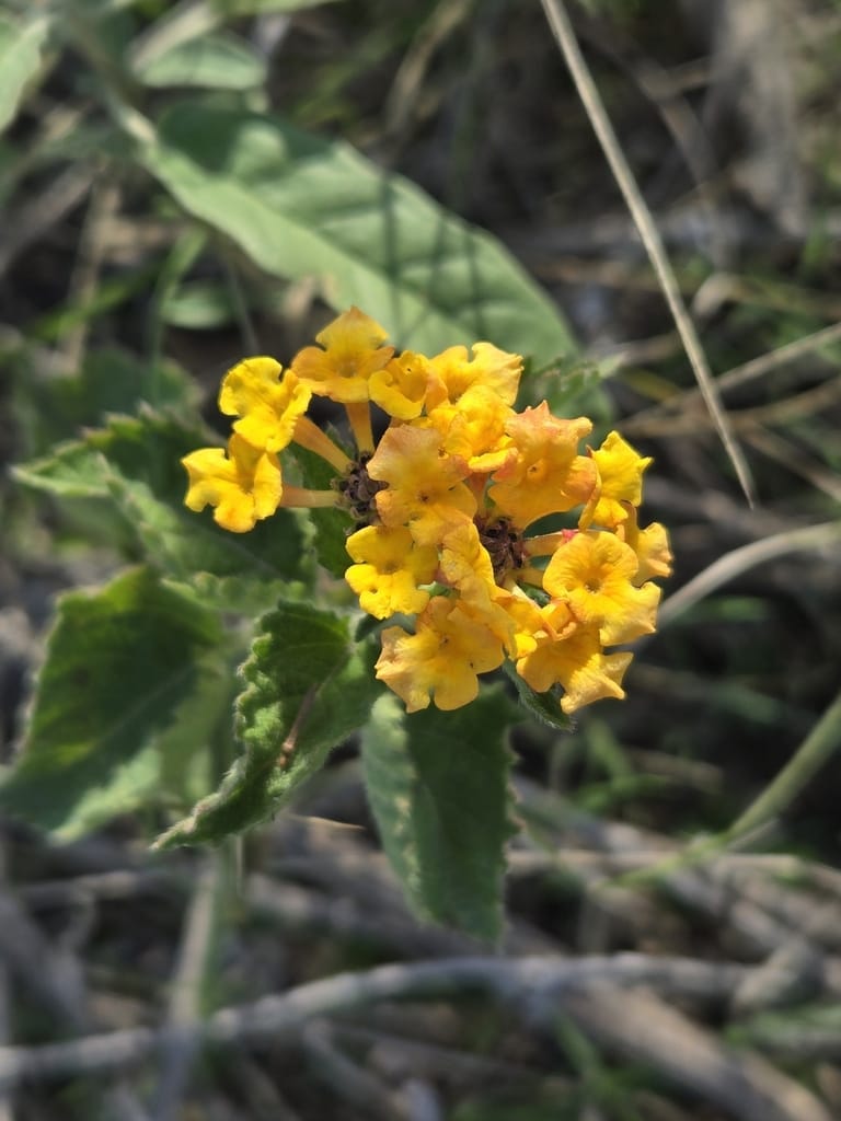 Texas Lantana (Lantana urticoides)