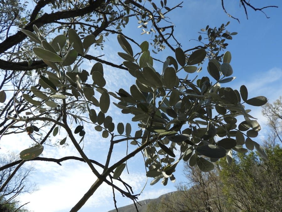 Texas Mountain Laurel (Dermatophyllum secundiflorum)