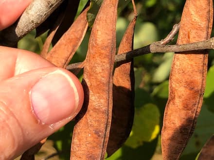 Texas Redbud (Cercis canadensis var. texensis)