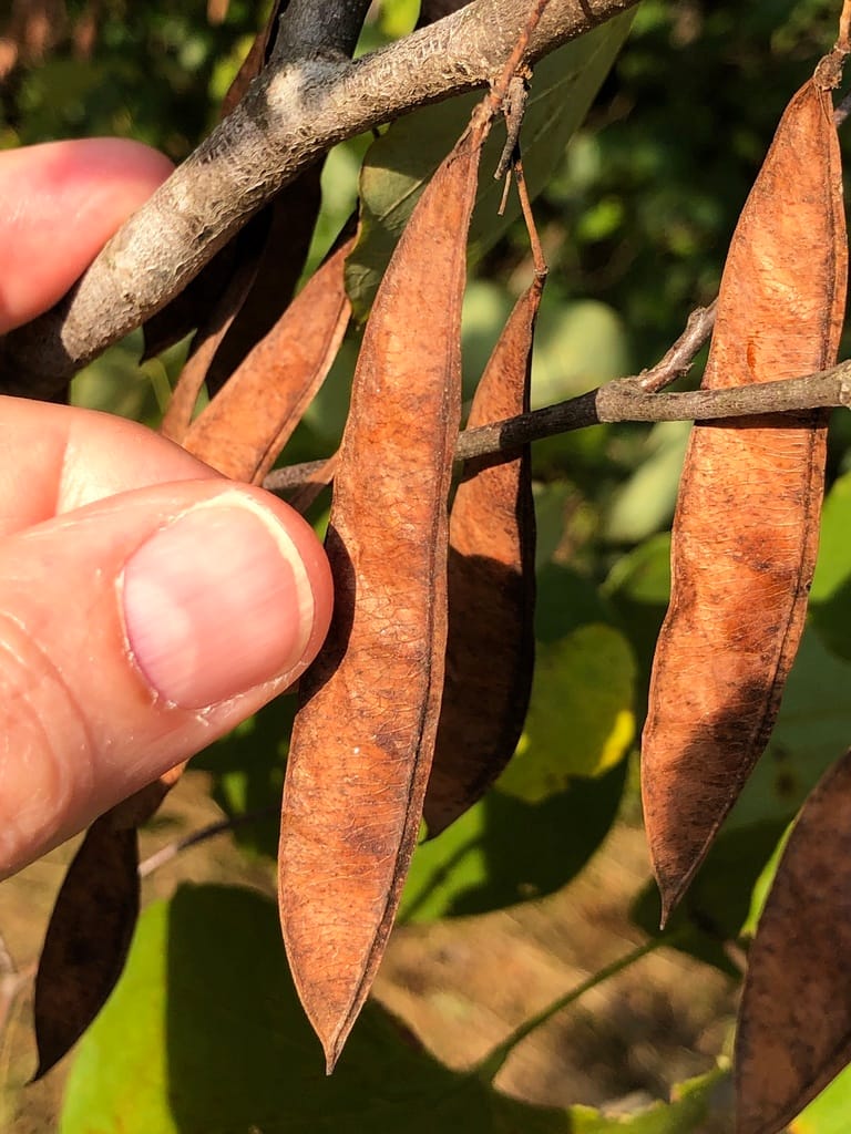 Texas Redbud (Cercis canadensis var. texensis)