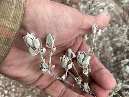Texas Sage (Leucophyllum frutescens)