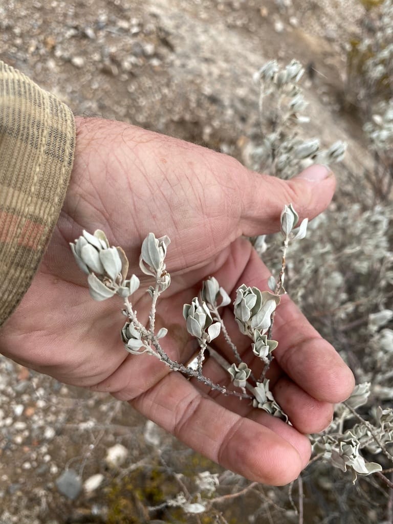 Texas Sage (Leucophyllum frutescens)