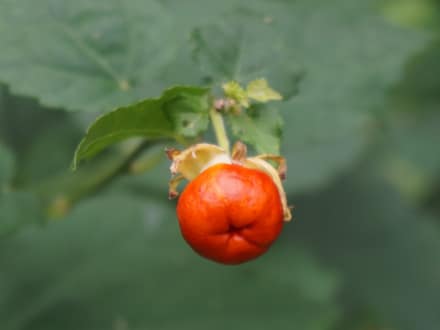 Turk's Cap (Malvaviscus arboreus var. drummondii)
