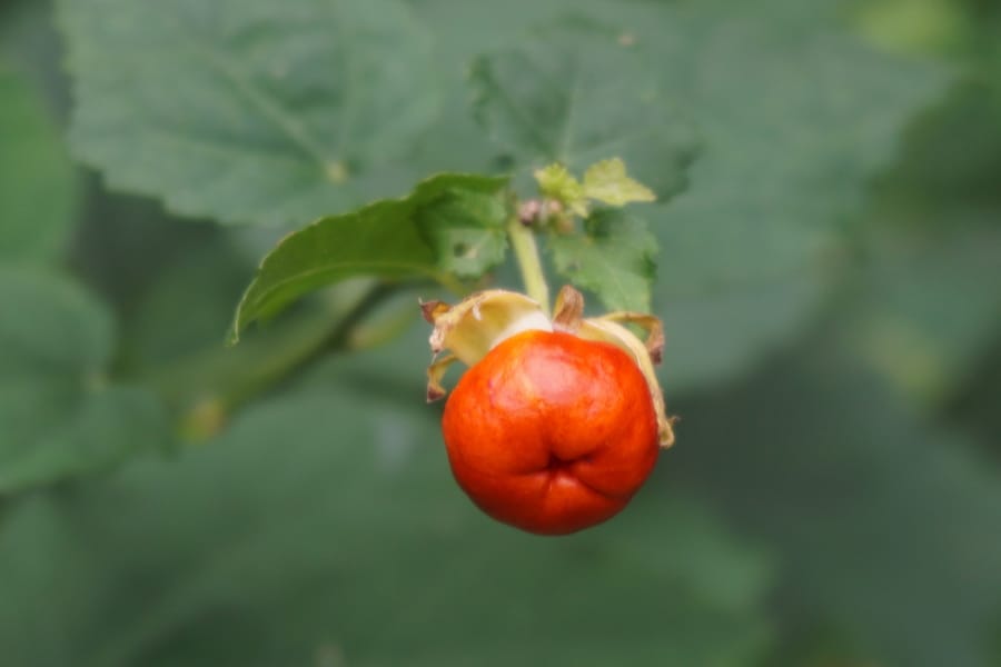 Turk's Cap (Malvaviscus arboreus var. drummondii)