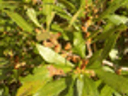 Wax Myrtle (Morella cerifera)
