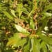 Wax Myrtle (Morella cerifera)