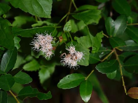 White Mistflower (Ageratina havanensis)