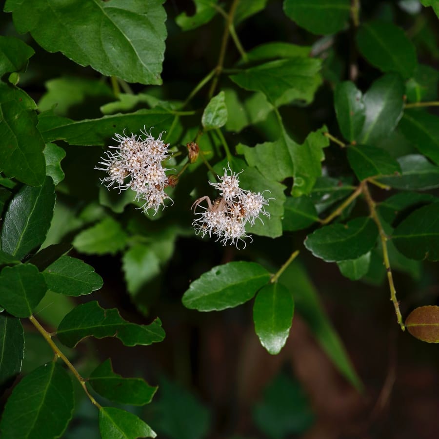 White Mistflower (Ageratina havanensis)