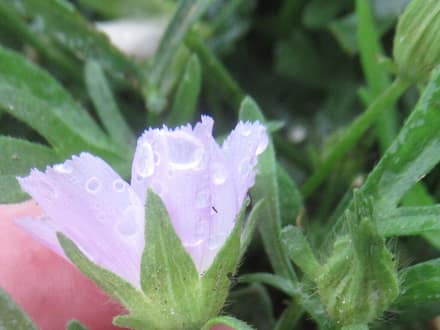 Winecup (Callirhoe involucrata)