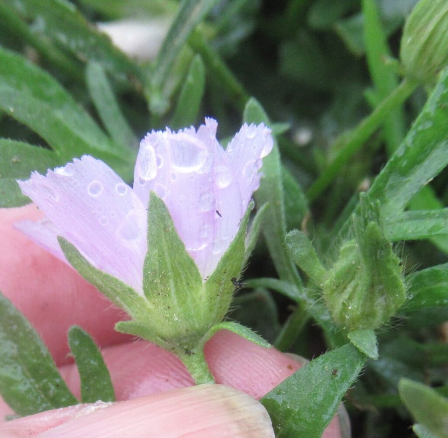 Winecup (Callirhoe involucrata)
