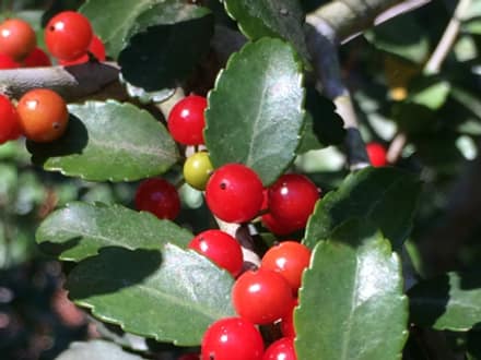 Yaupon Holly (Ilex vomitoria)