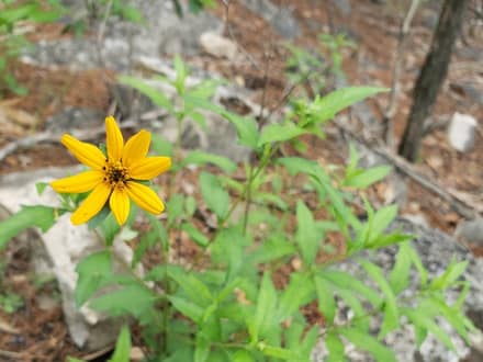 Zexmenia (Wedelia acapulcensis var. hispida)
