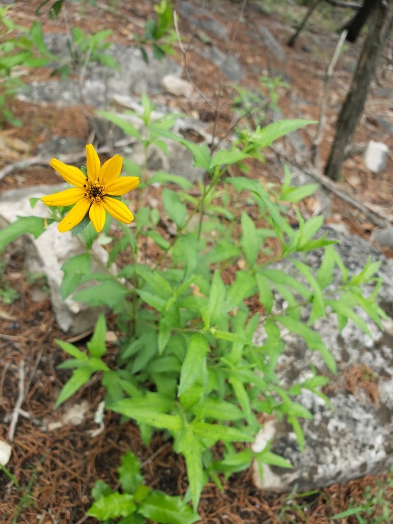Zexmenia (Wedelia acapulcensis var. hispida)